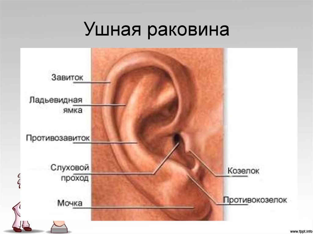 Ушные латынь. Строение ушной раковины анатомия. Строение наружного уха козелок. Козелок ушной раковины анатомия. Наружное ухо строение анатомия.