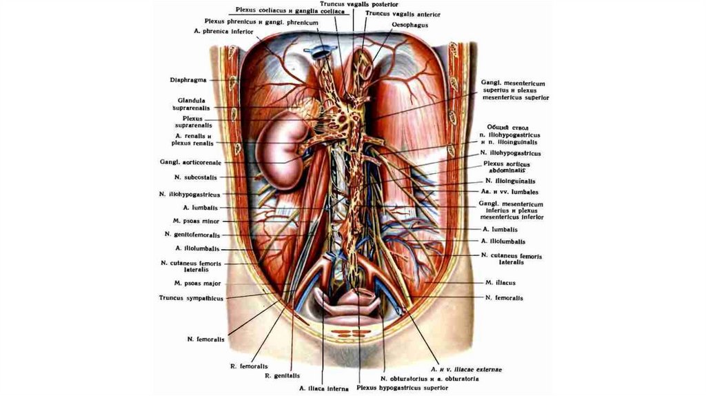 Орган под. Солнечное сплетение атлас анатомия. Органы в районе солнечного сплетения. Мышцы солнечного сплетения. Болит справа от солнечного сплетения.