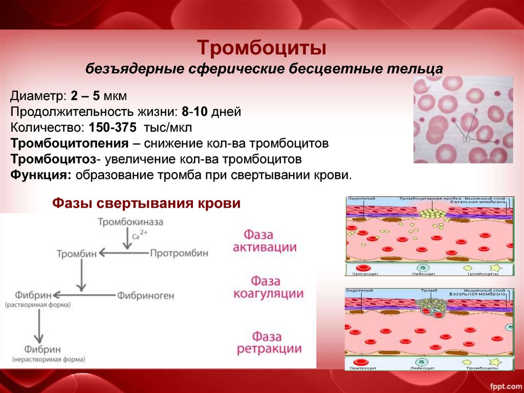 Схема образования тромбоцитов