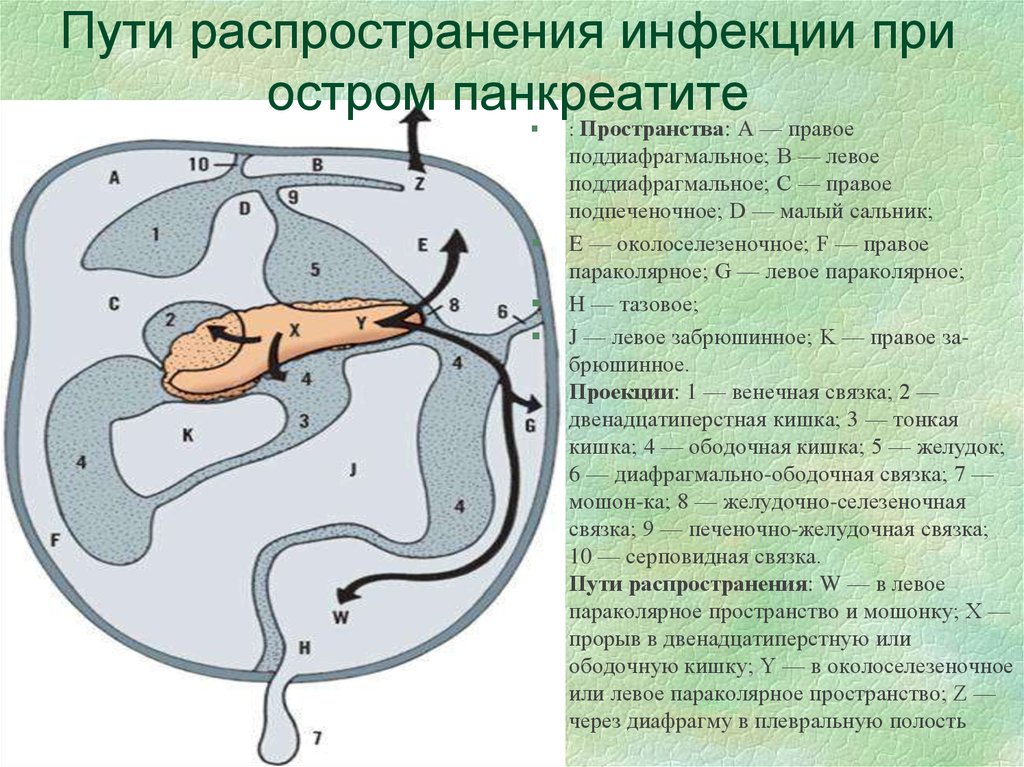 Пространства брюшной полости. Поддиафрагмальное пространство. Левое поддиафрагмальное пространство. Пути распространения экссудата в брюшной полости. Правое подпеченочное пространство.