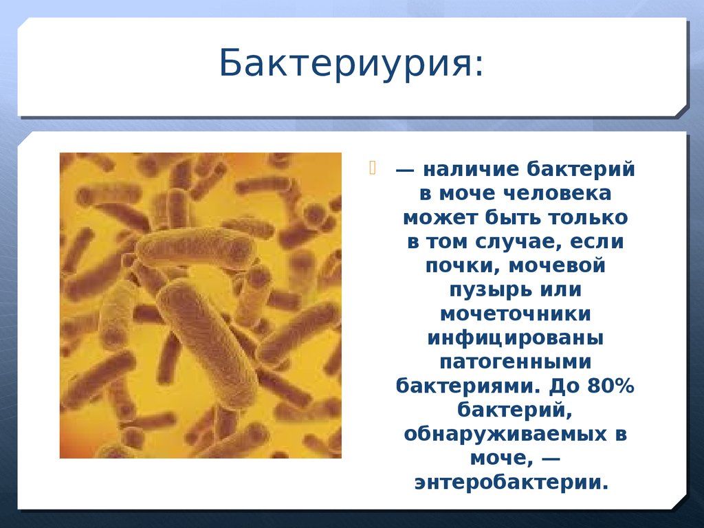 Бактериурия характерна. Бактерии в моче. Наличие бактерий в моче. Микроорганизмы в моче. Бактериурия в моче.