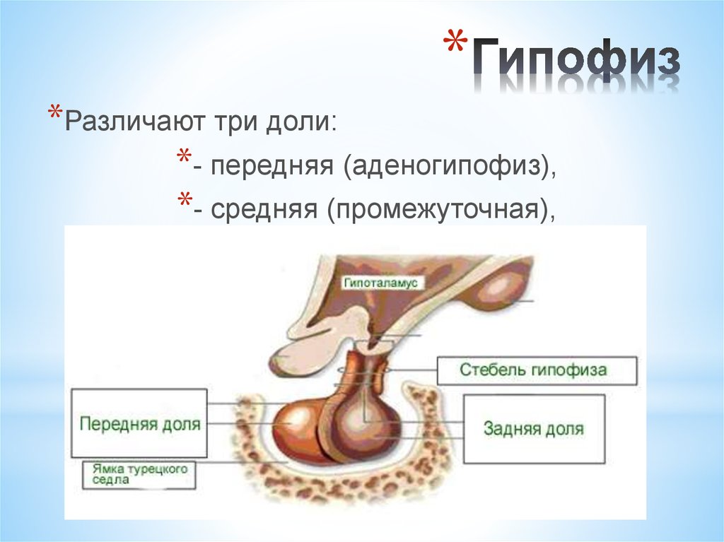 Заболевания гипофиза презентация