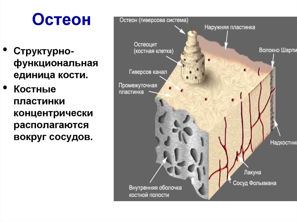 Канал костной ткани. Структурно-функциональная единица кости Остеон. Структура кости Остеон. Структурно-функциональная единица кости Остеон схема. Структурные элементы остеона.