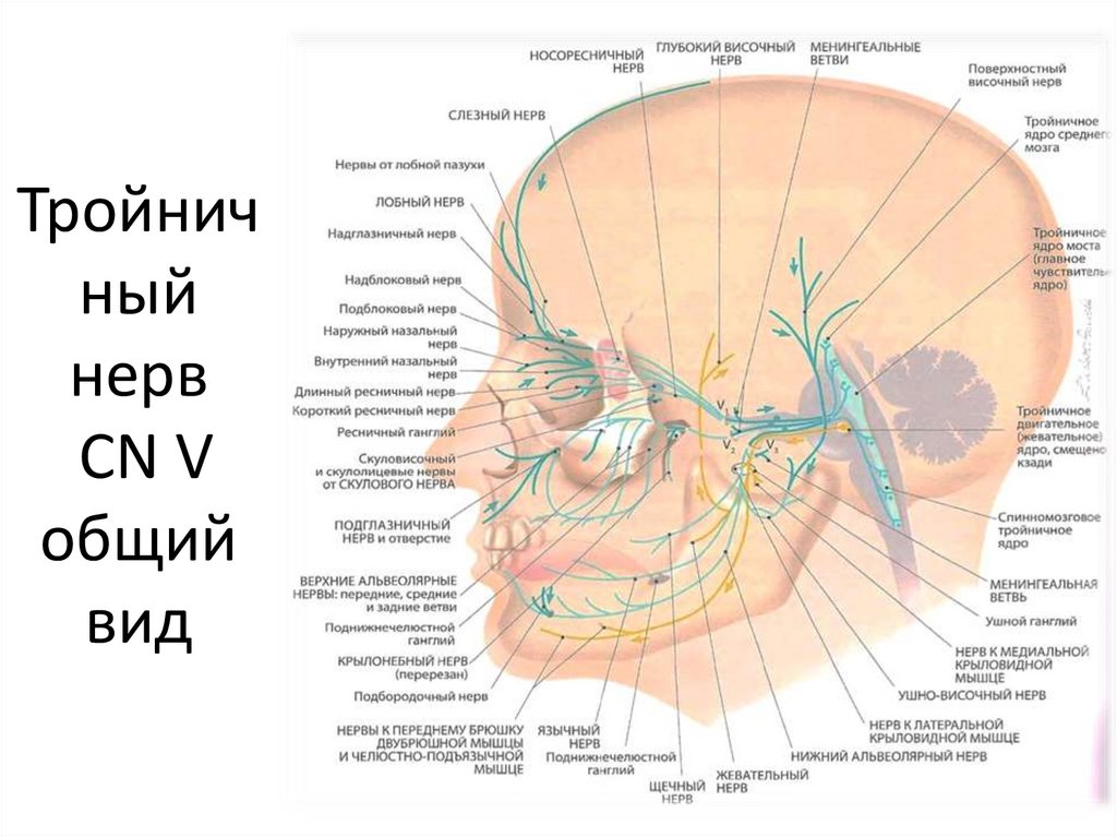 Ветви нервов латынь. Ход ушно височного нерва. Надглазничный нерв иннервирует мышцы. Язычный нерв ветвь тройничного нерва. Ушно височный нерв ветвь.