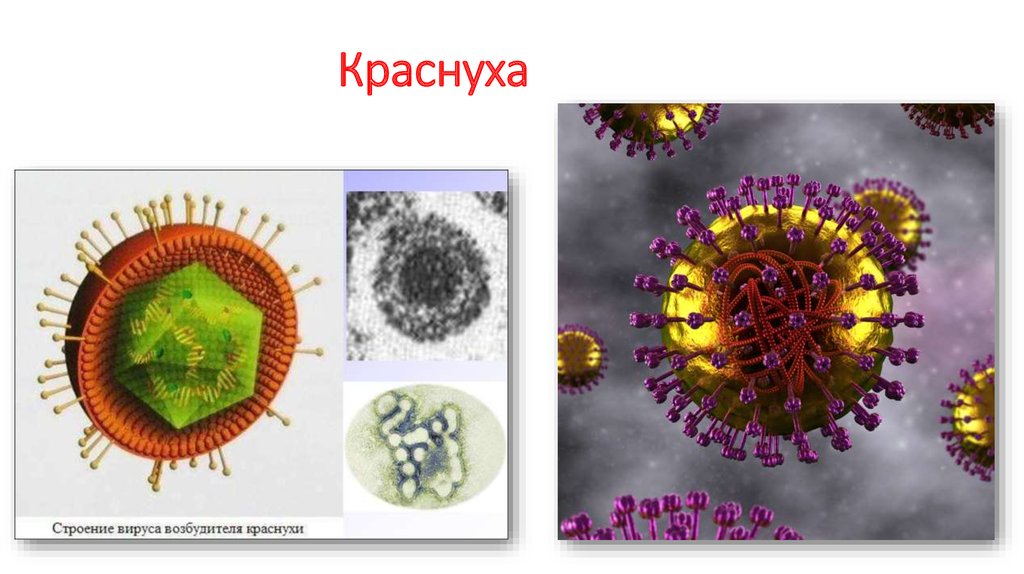 Вирус краснухи картинка