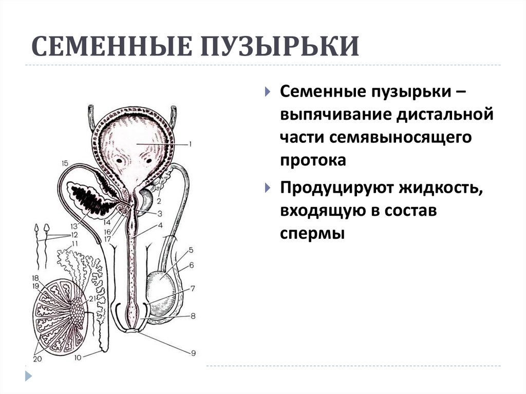 Воспаление семенных пузырьков схема лечения