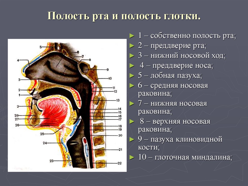 Строение ротовой полости человека и глотки фото и название