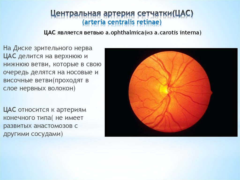 Окклюзия центральной артерии сетчатки. Центральная артерия и Вена сетчатки. Острая непроходимость центральной артерии сетчатки (цас).. Центральная артерия сетчатки анатомия. Тромбоз центральной артерии сетчатки диагностика.