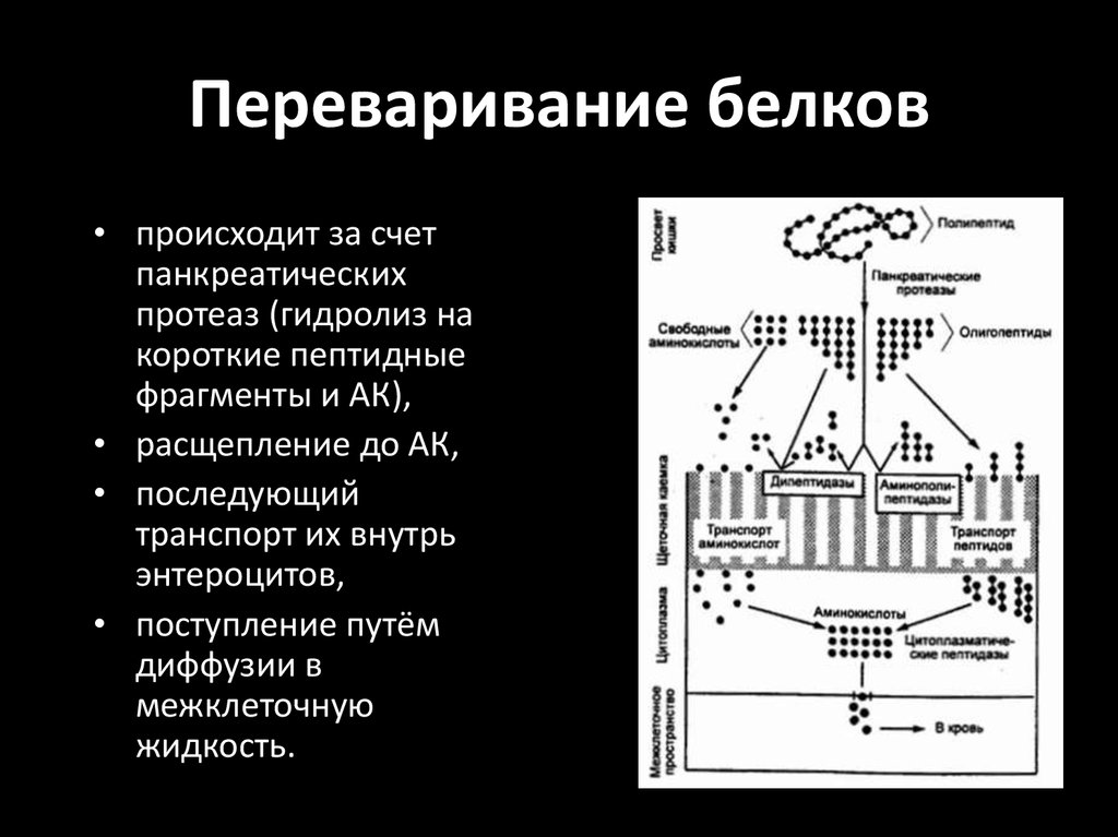 Переваривание белков. Переваривание белков происходит в. НЕПЕРЕВАРИВАНИЕ белков. Этапы переваривания белков.