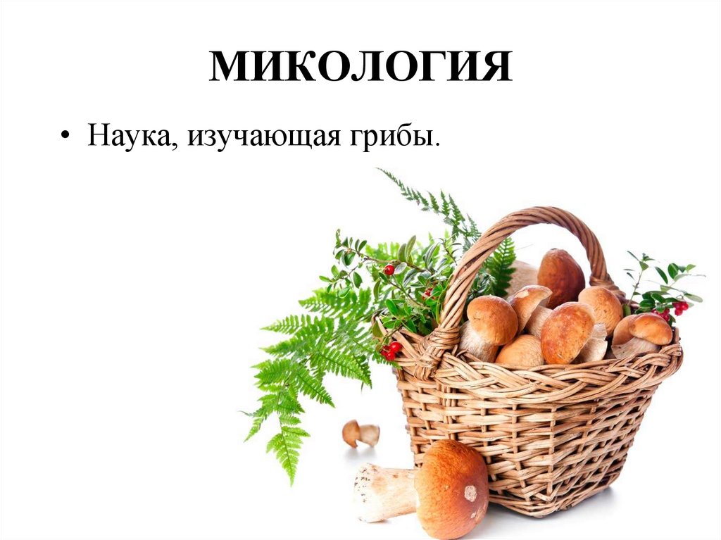 Микология. Корзина с грибами. Корзинка с грибочками, шишками. Лукошко с грибами. Корзинка с грибами и ягодами.