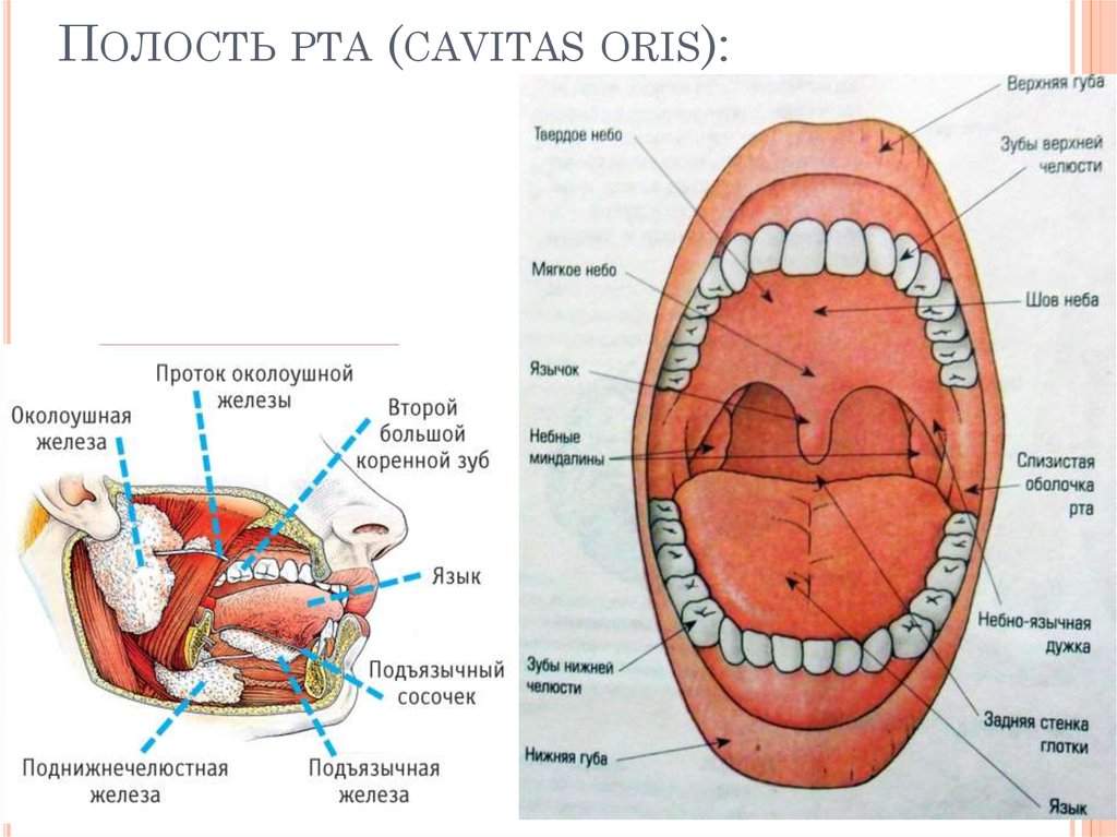 Структуры полости рта. Строение ротовой полости вид сбоку. Строение полости рта анатомия латынь.