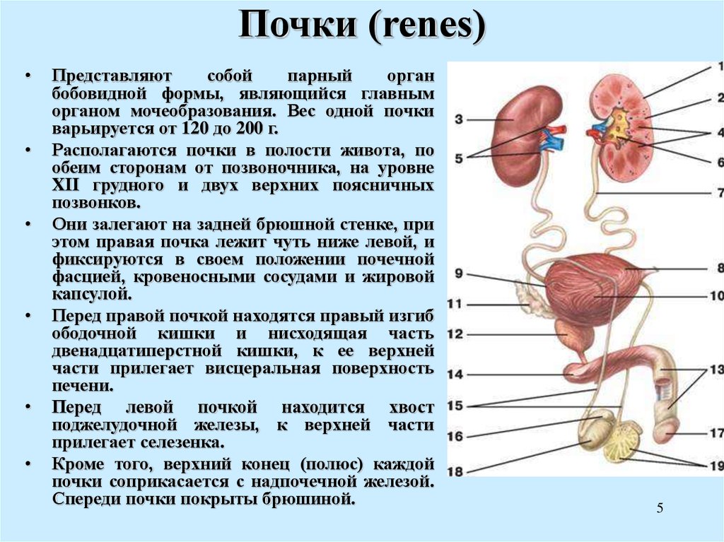Работа печени и почек. Структура тела почки. Органы и части почечной системы.