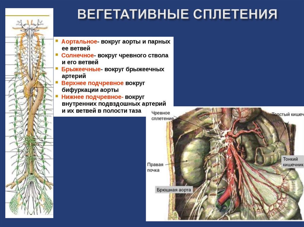 Солнечное сплетение анатомия картинки