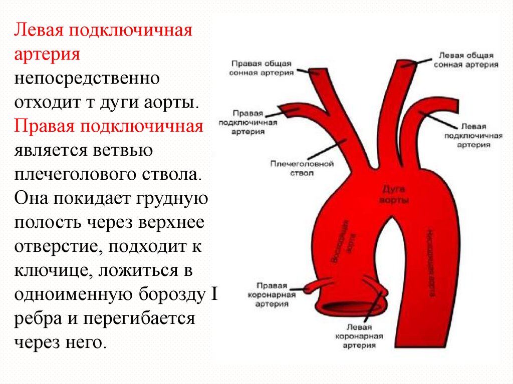 Правая аберрантная артерия. Сосуды дуги аорты анатомия. 1 Сегмент подключичной артерии справа. Ветви дуги аорты сонной артерии. Строение восходящего отдела аорты.