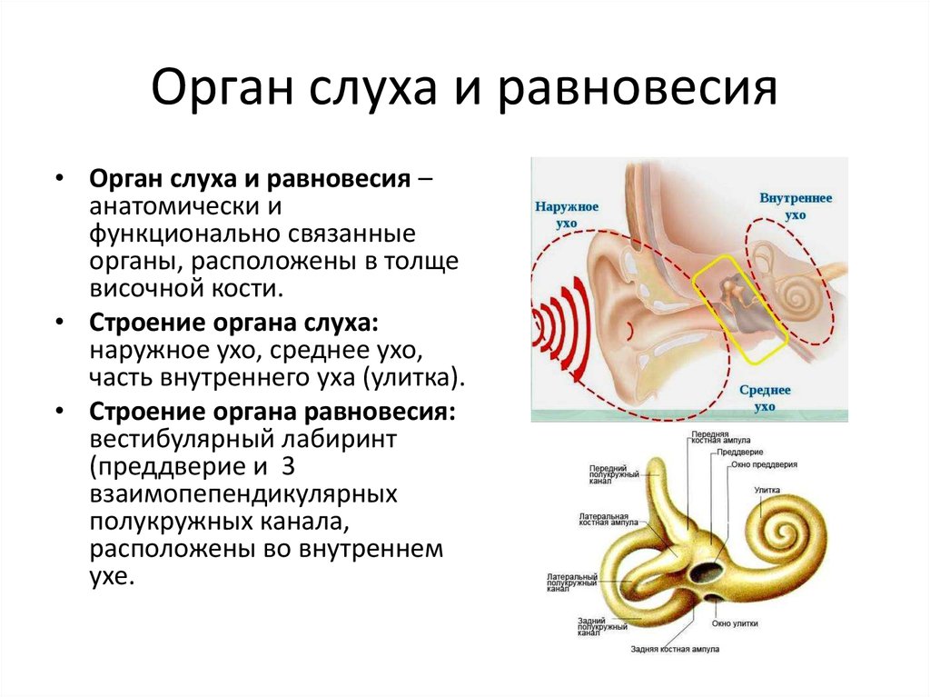 Рассмотрите на рисунке 30 устройство вестибулярного аппарата и разъясните какое значение имеет