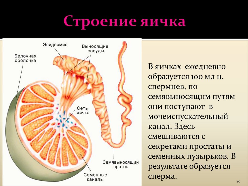 Мужские яички органы. Яичко внешнее строение анатомия. Строение и функции семенника яичко. Строение паренхимы яичка. Строение семенника анатомия.
