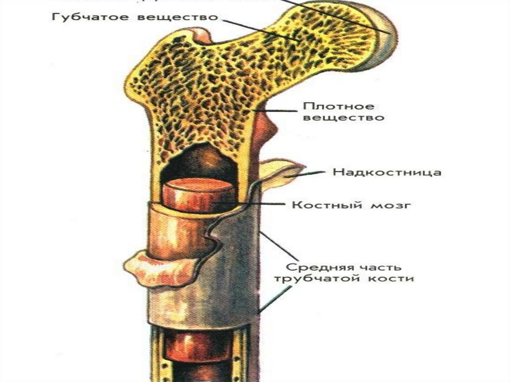 Рассмотрите кости. Строение кости ЕГЭ биология. Строение кости как органа у животных. Рассмотрите рисунок 1 строение кости что обозначено. Строение кости человека головка лейка.