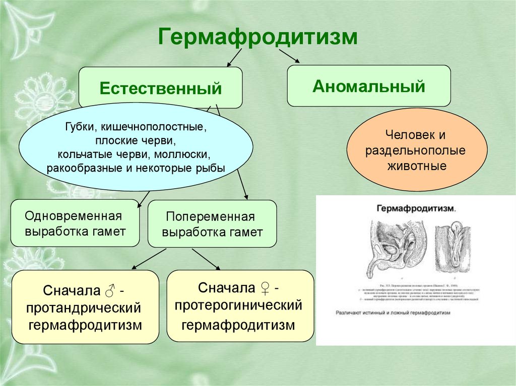 Животных характерен гермафродитизм. Естественный гермафродитизм. Половое размножение гермафродитизм.