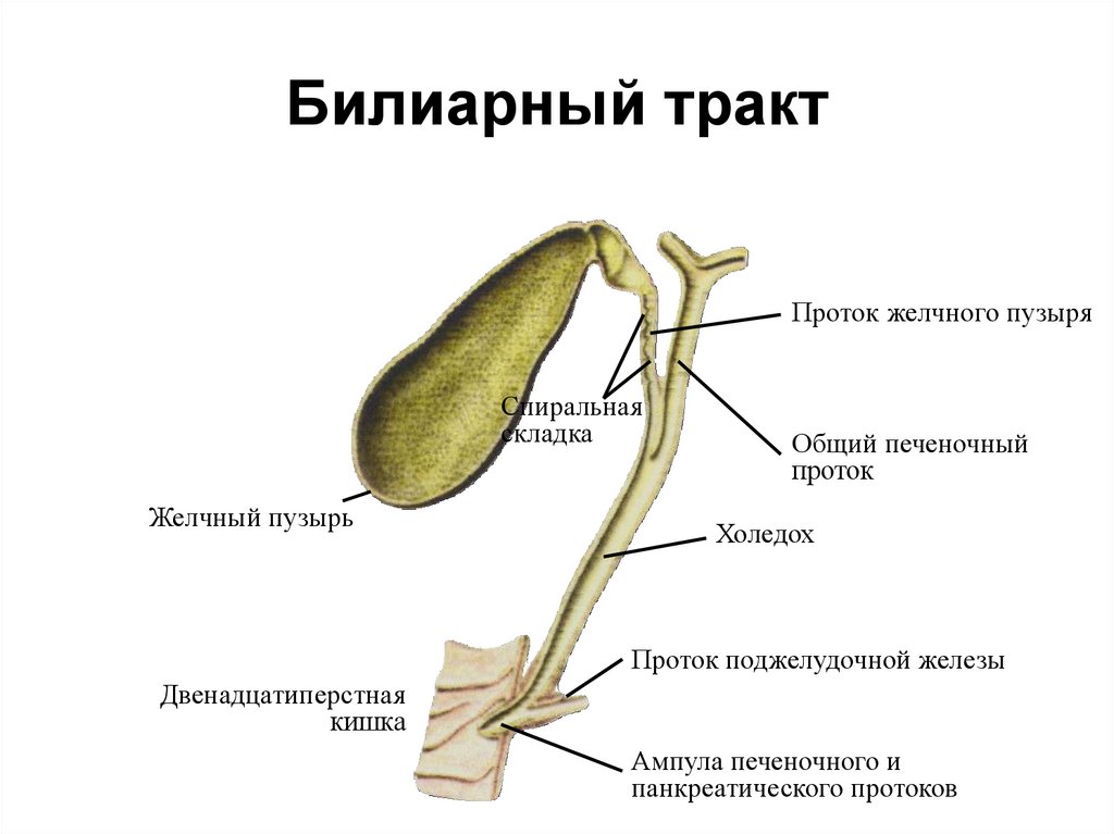 Схема желчного пузыря