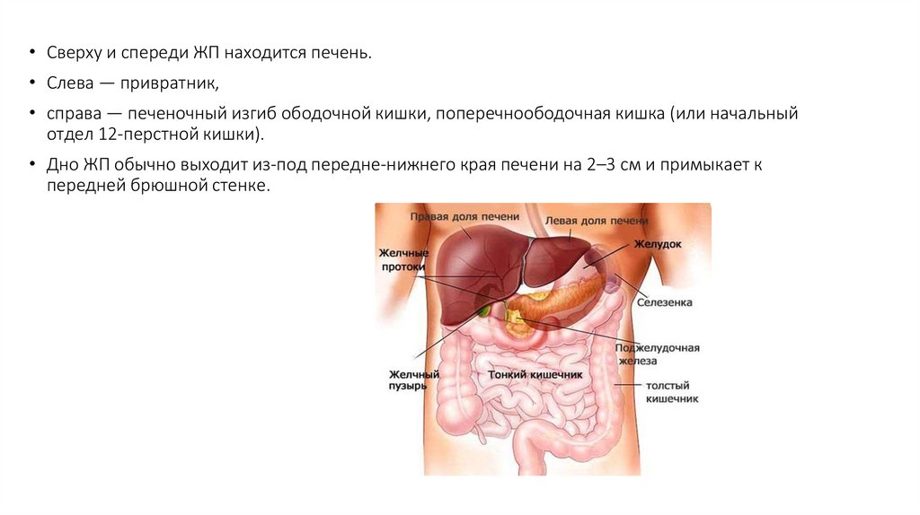 С какой стороны печень человека где находится. Печень человека расположение. Печень слева или справа. Печень с правой стороны или с левой стороны. Где находится печень у женщин.