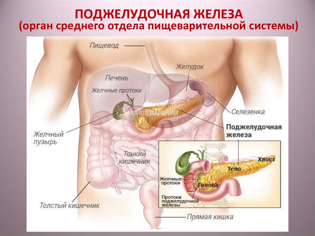Поджелудок где находится. Поджелудочная железа орган. Месторасположение поджелудочной железы. Поджелудочная железа расположение. Желудок и поджелудочная железа расположение.