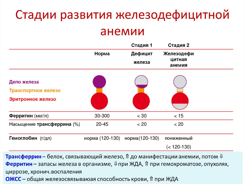 Группы риска по анемии