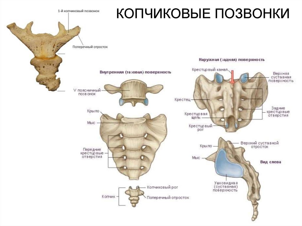 Крестцовые позвонки неподвижные. Крестец и копчик анатомия человека. Крестец вид сбоку анатомия.