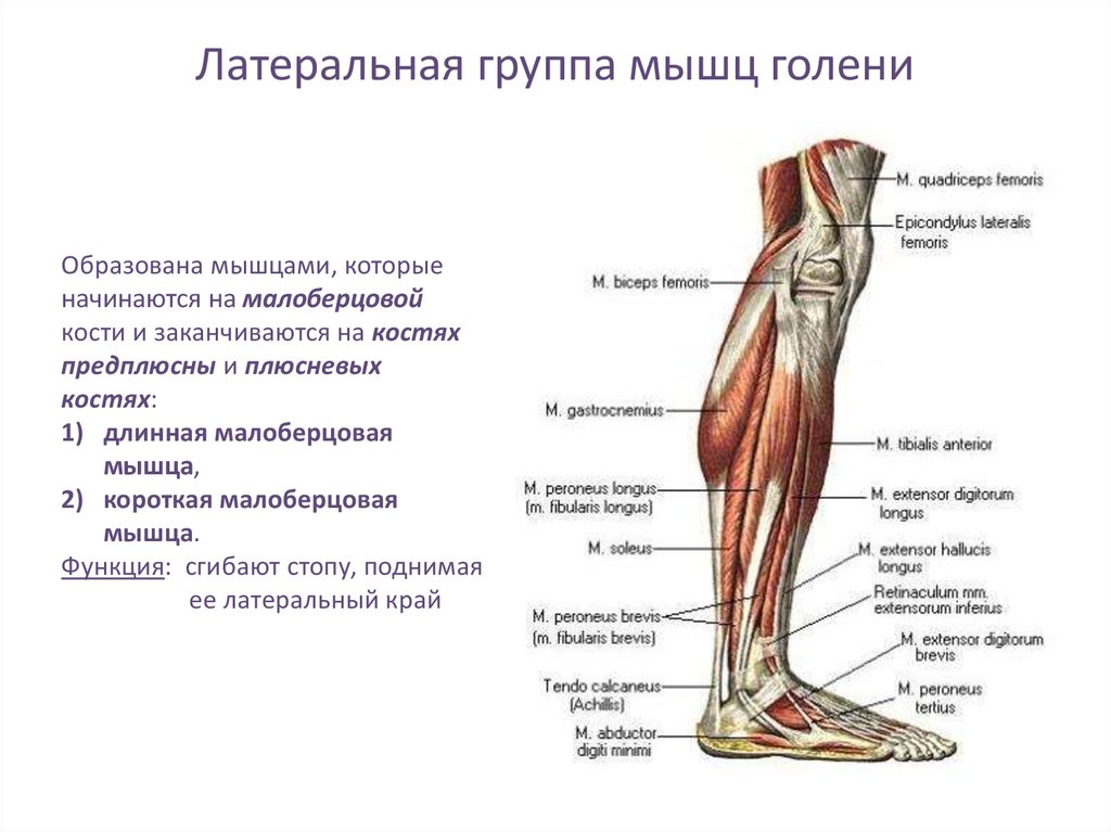 Строение ноги человека. Мышцы нижней конечности вид сбоку. Мышцы голени вид спереди и сбоку. Мышцы голени правой вид спереди и сбоку. Мышцы нижней конечности сзади.