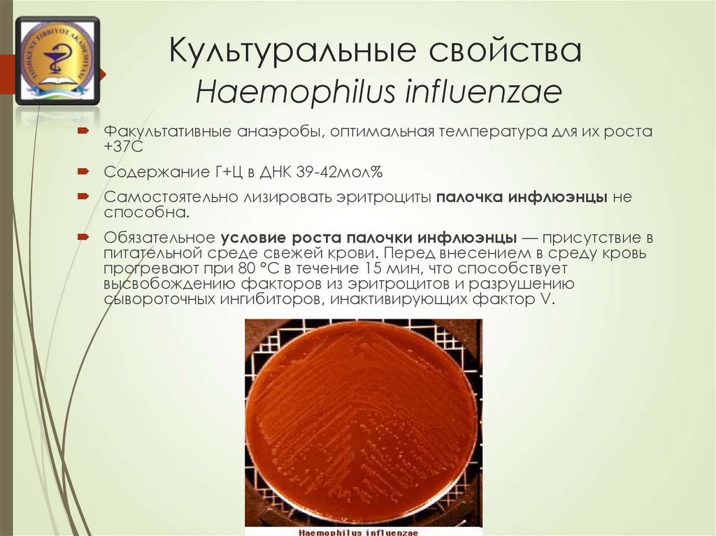 Haemophilus influenzae b. Haemophilus influenzae культуральный. Haemophilus influenzae рост на питательных средах. Haemophilus influenzae микробиология. Питательная среда для Haemophilus influenzae.