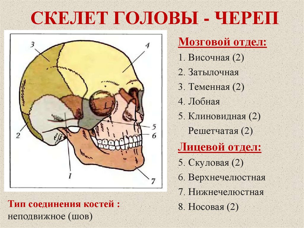 Костные ткани черепа. Лобный отдел черепа лицевой отдел черепа затылочный отдел черепа. Лобно-теменно-затылочная область головы. Строение черепа сосцевидный отросток. Скелет головы череп.