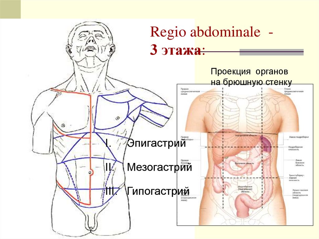 Области живота человека. Скелетотопия поджелудочной железы анатомия. Проекция поджелудочной железы на переднюю брюшную. Голотопия и скелетотопия поджелудочной железы. Проекция границ поджелудочной железы.
