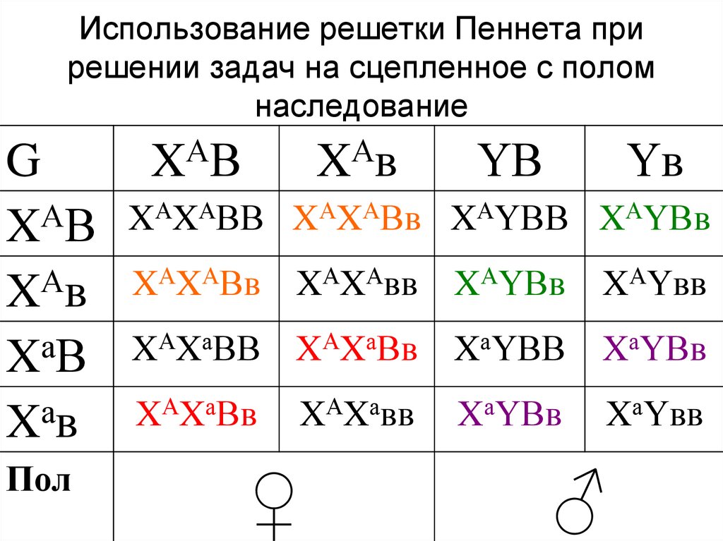 Решетка пеннета. Генетические задачи с решеткой Пеннета. Решетка Пеннета для сцепленного наследования. Решетка Пеннета генетика пола. Задачи решетка Пинетта.