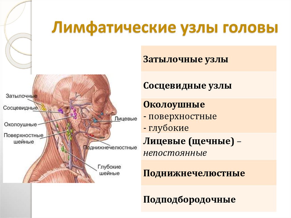 Лимфоузлы на шее что значит. Схема лимфоузлов на голове и шее человека.