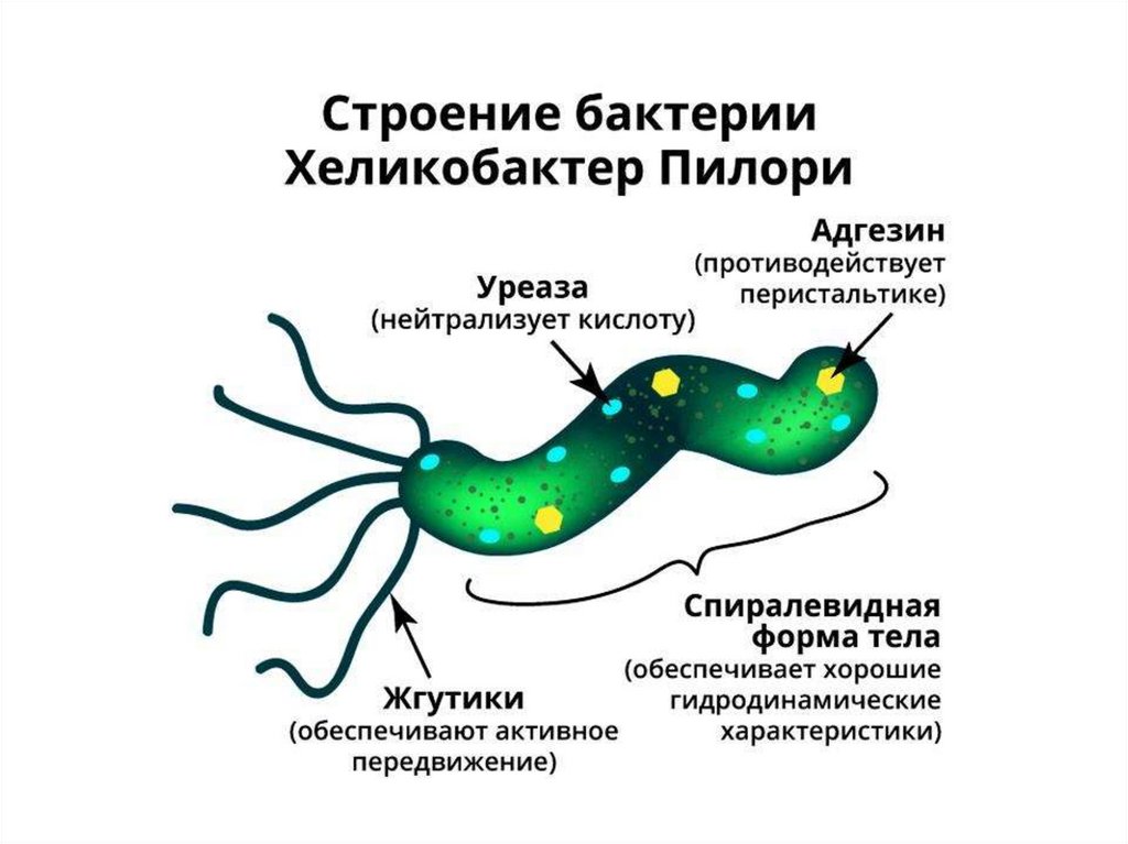 Причины заболевания хеликобактером. Хеликобактер пилори возбудитель. Желудочная бактерия хеликобактер. Хеликобактер пилори Тип бактерии.