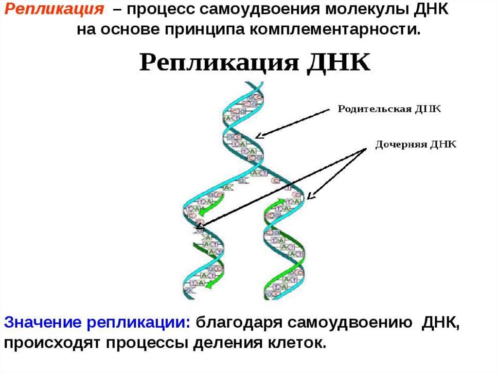 Одно из составляющих днк. Процесс самоудвоения молекулы ДНК. Схема репликации молекулы ДНК. Схема процесса репликации ДНК. Репликация (редупликация, удвоение ДНК).