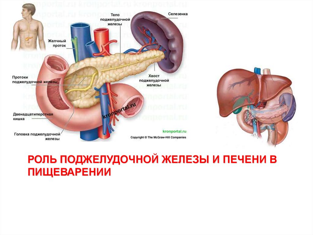 Фото Печени И Поджелудочной Железы