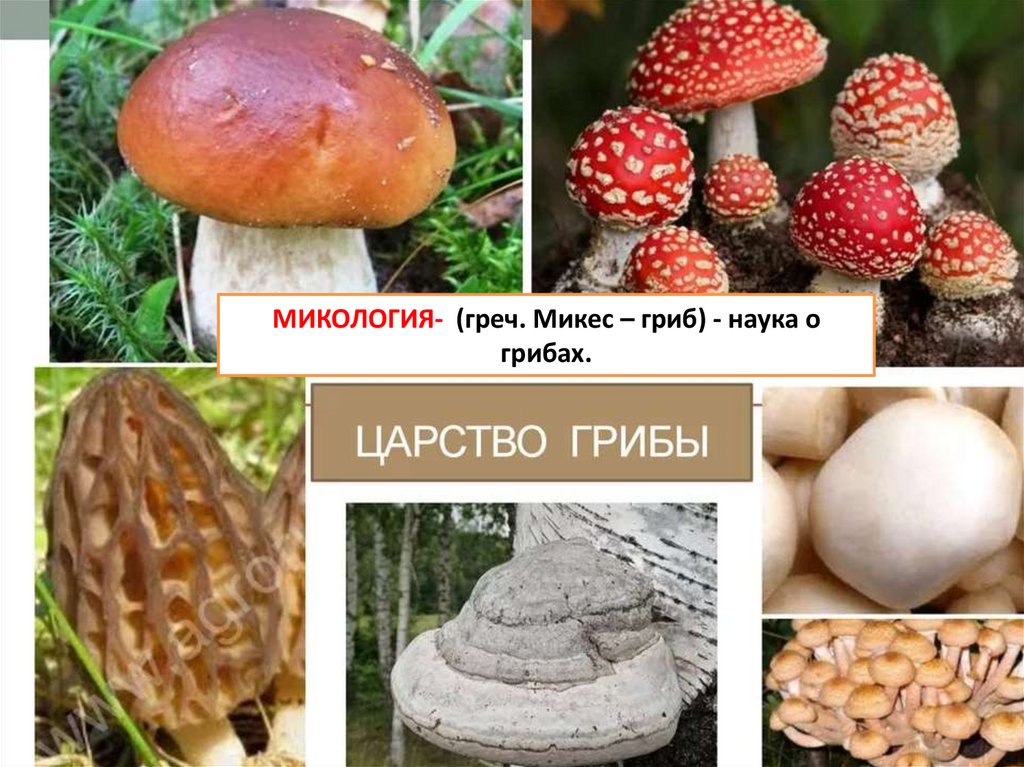 Наука которая изучает грибы. Микология наука о грибах. Микология грибы. Микология презентация. Микология изучает грибы.