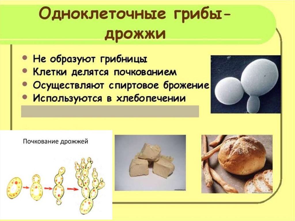 Дрожжевые грибы в жизни человека. Наука о грибах называется. Микология презентация. Микология изучает грибы. Как называется наука о грибах в биологии.