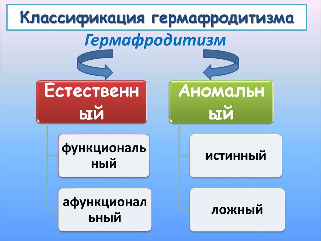 Строение гермафродита