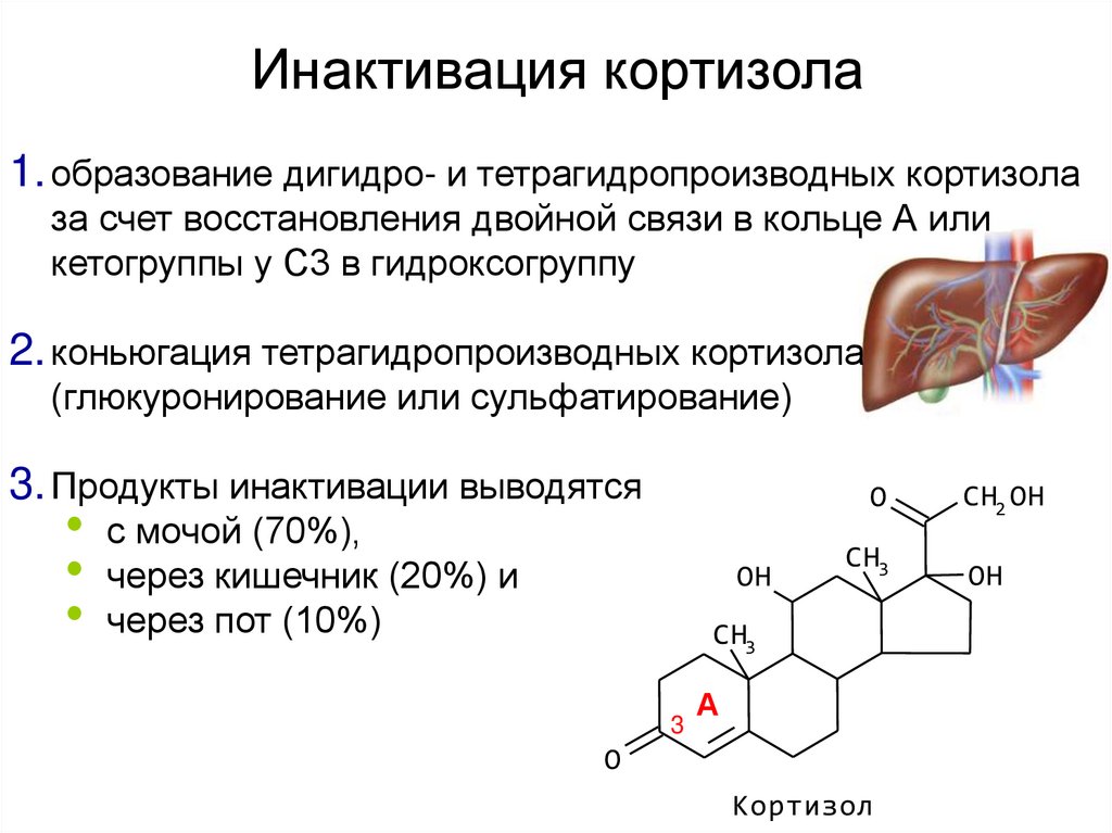 Гормон кортизол презентация