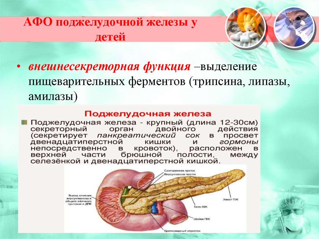 Роль гормонов поджелудочной железы человека