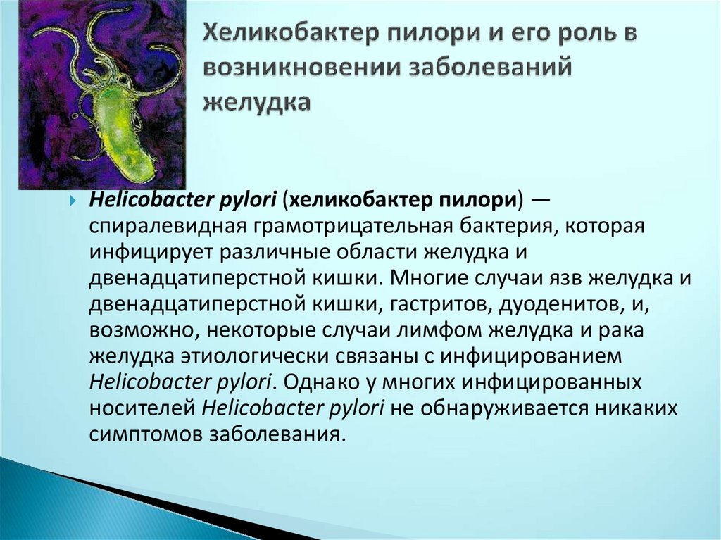 Helicobacter pylori engorda o adelgaza