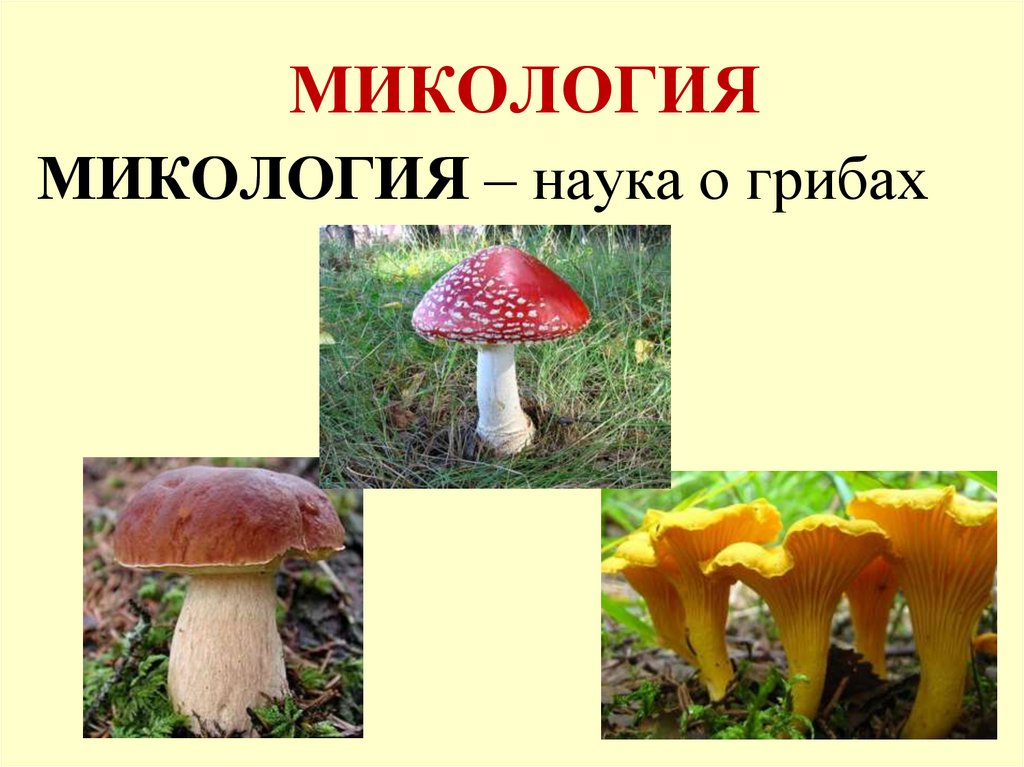 Наука которая изучает грибы. Микология это наука. Микология наука о грибах. Микология грибы. Изучаем грибы.