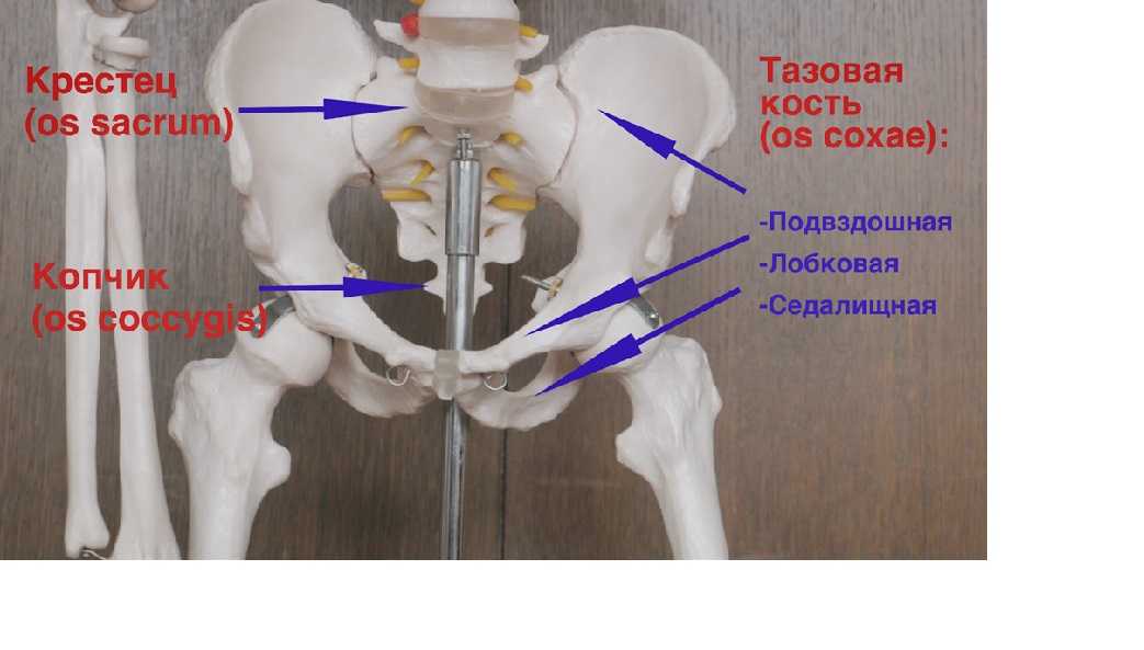 Подвздошная кость слева. Подвздошная седалищная и лобковая кости. Подвздошная кость седалищная и лобковая кости. Седалищная кость вертлужная впадина. Седалищная кость лобковая кость.