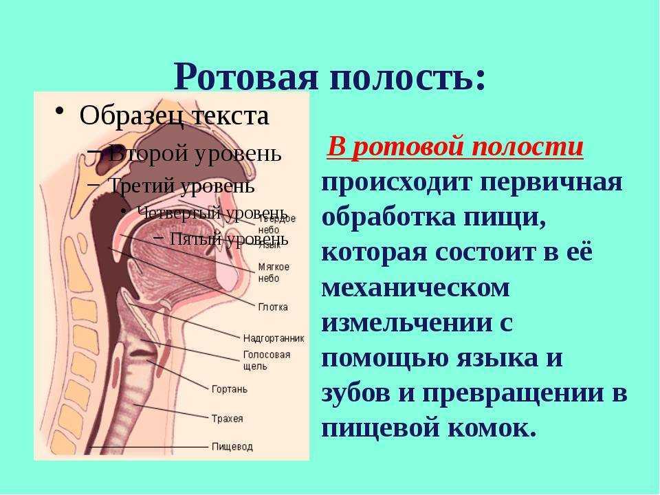 Что есть в полости рта. Строение ротовой полости человека схема. Ротовая полость строение анатомия. Анатомическое строение ротовой полости. Строение отделы и функции полости рта.