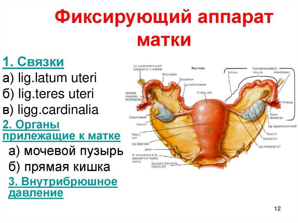 Как расположены яичники у женщин фото и матка