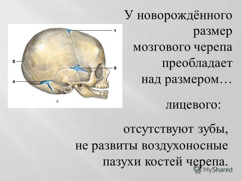 Все кости черепа соединены друг с другом. Воздухоносные кости черепа анатомия. Воздухоносная кость мозгового черепа:. Мозговой череп преобладает над лицевым.