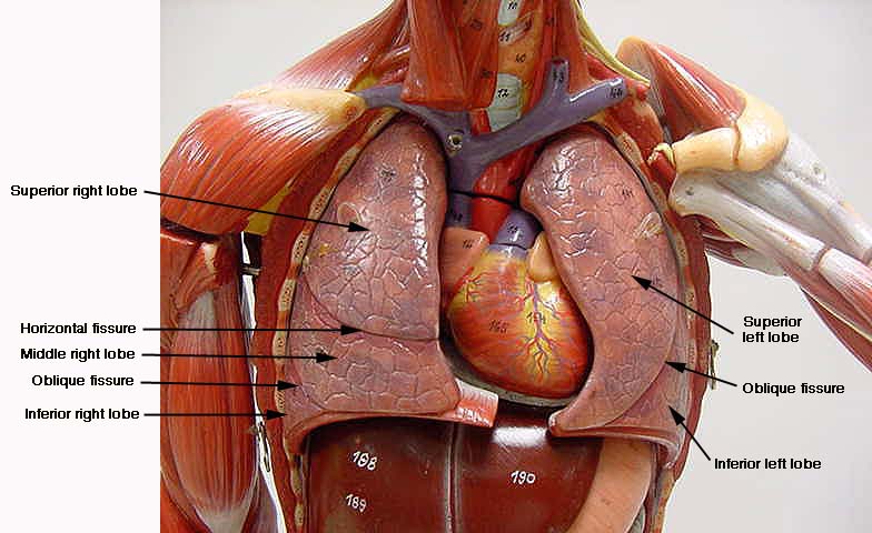 Справа под легким. Анатомия человека грудная клетка внутренние органы. Сердце в грудной клетке анатомия. Расположение органов сердца. Расположение сердца и легких.