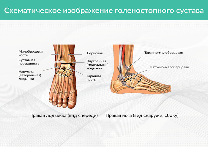 Где находится лодыжка у человека картинка