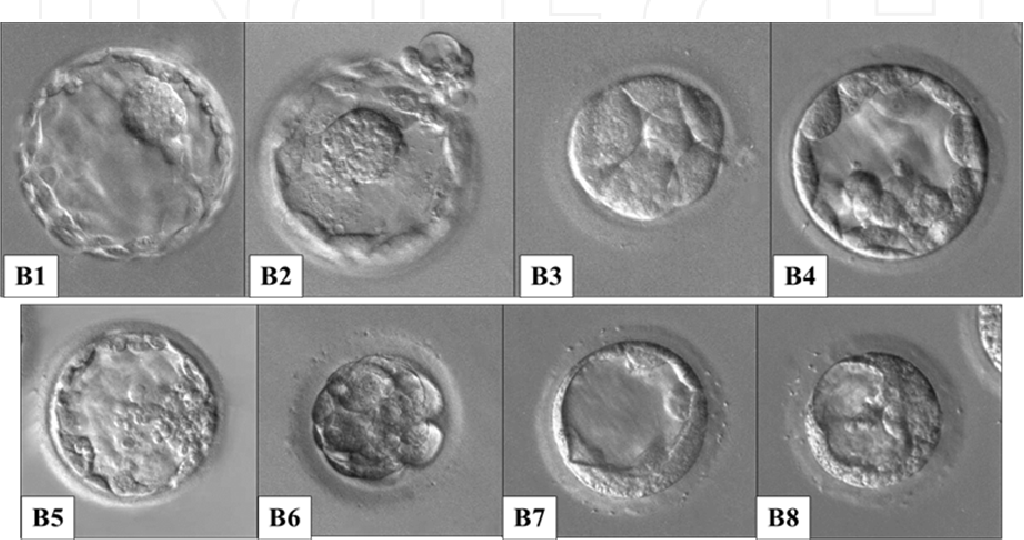 Перенос 5 эмбрионов. Эмбрион бластоциста. Как выглядит бластоциста на 5 день фото. Бластоциста развитие по дням. Эмбрион 5 АА В стадии.